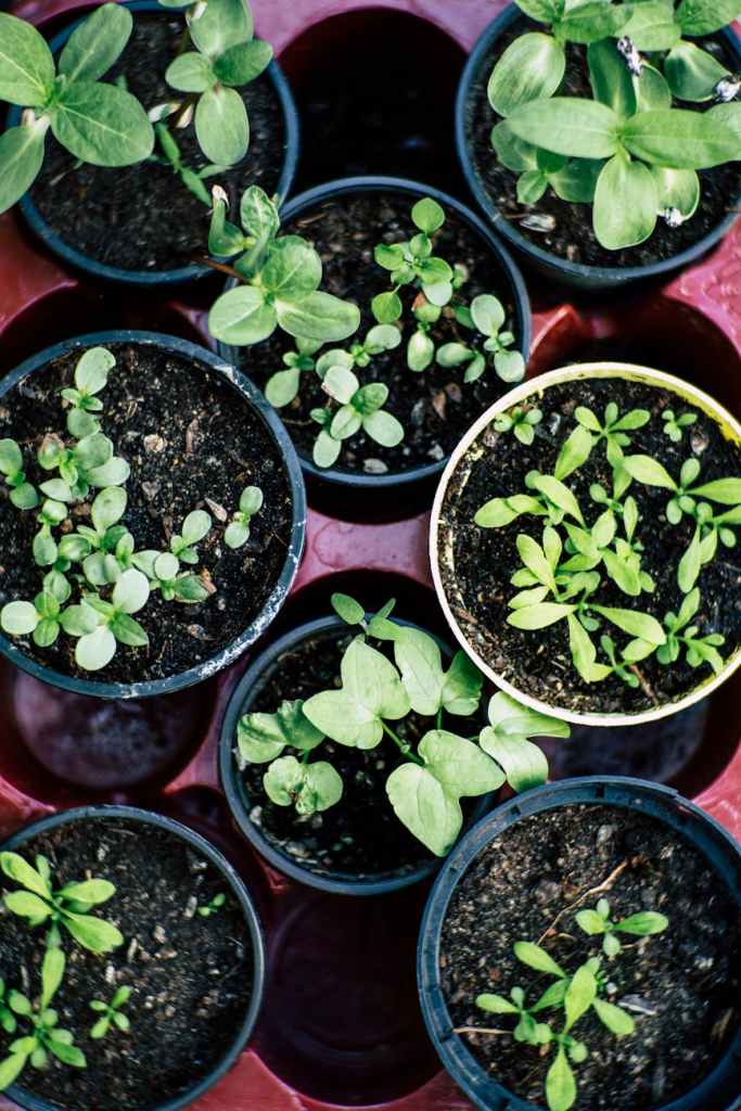 Self-reliant garden seedlings in starter pots