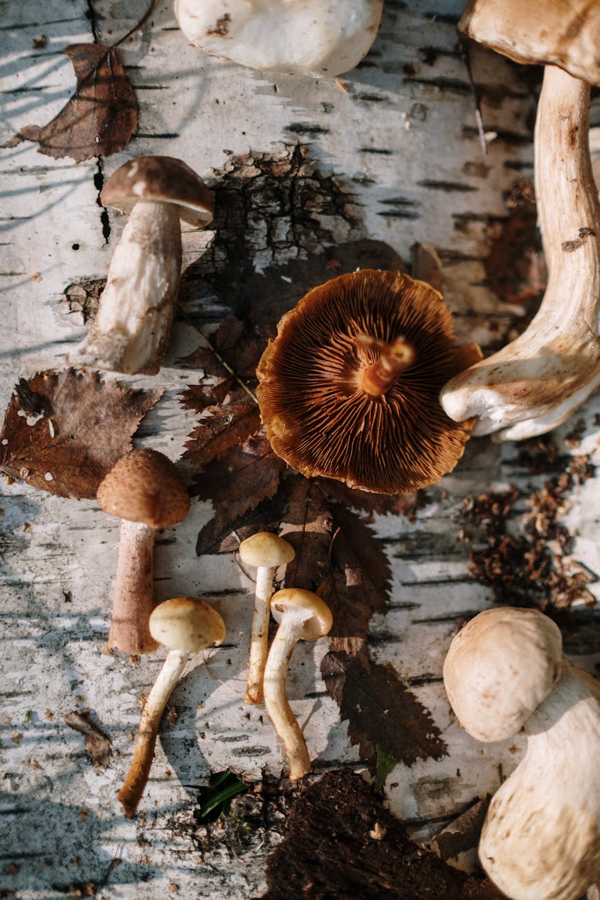 Wild mushrooms freshly harvested as examples of safe food foraging