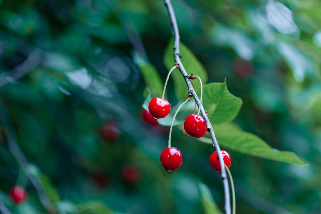 Wild berries ready for food foraging